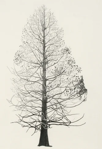 Tree in Springfield Park III